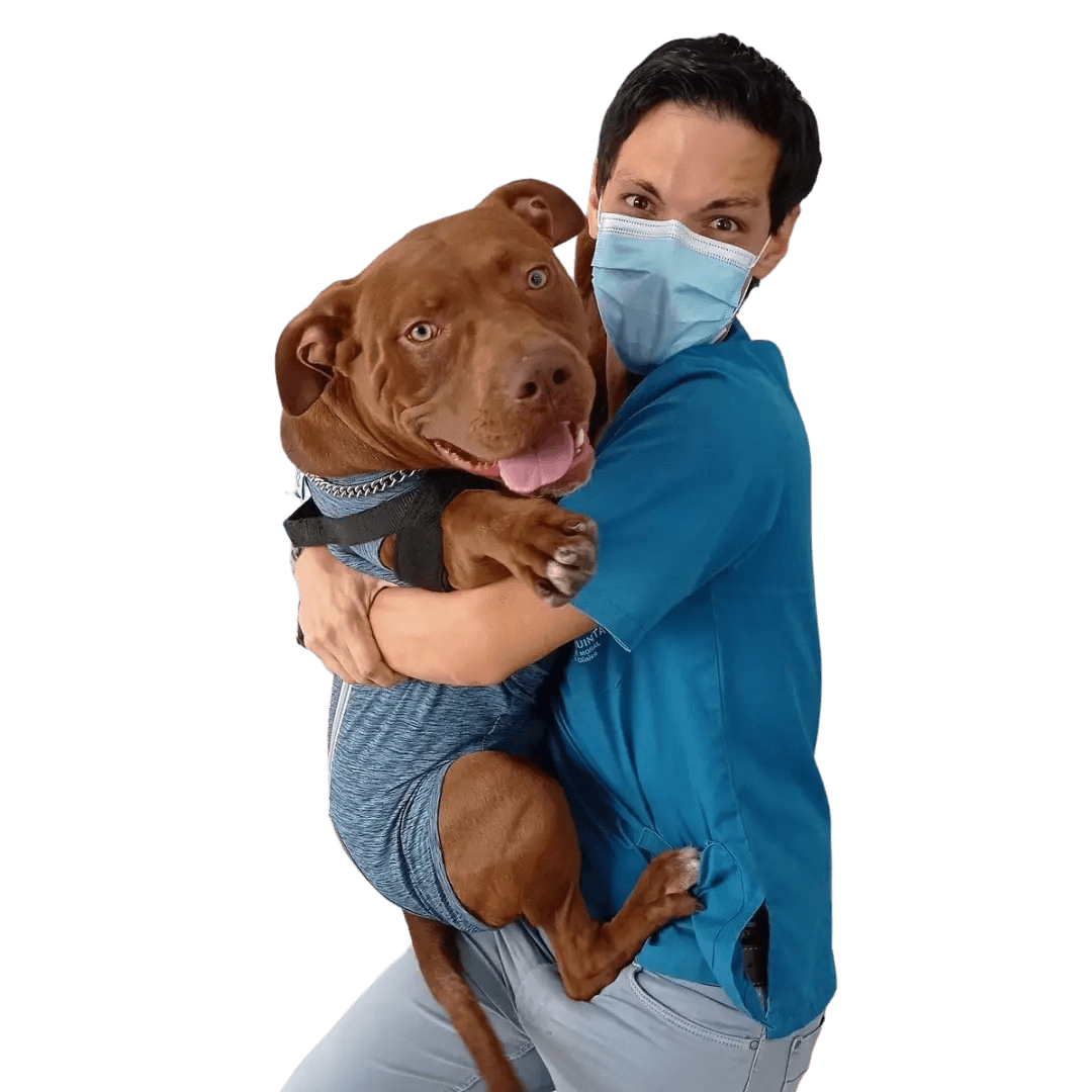 vector-veterinary